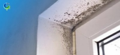 Muffa in casa, cosa fare? 🦠